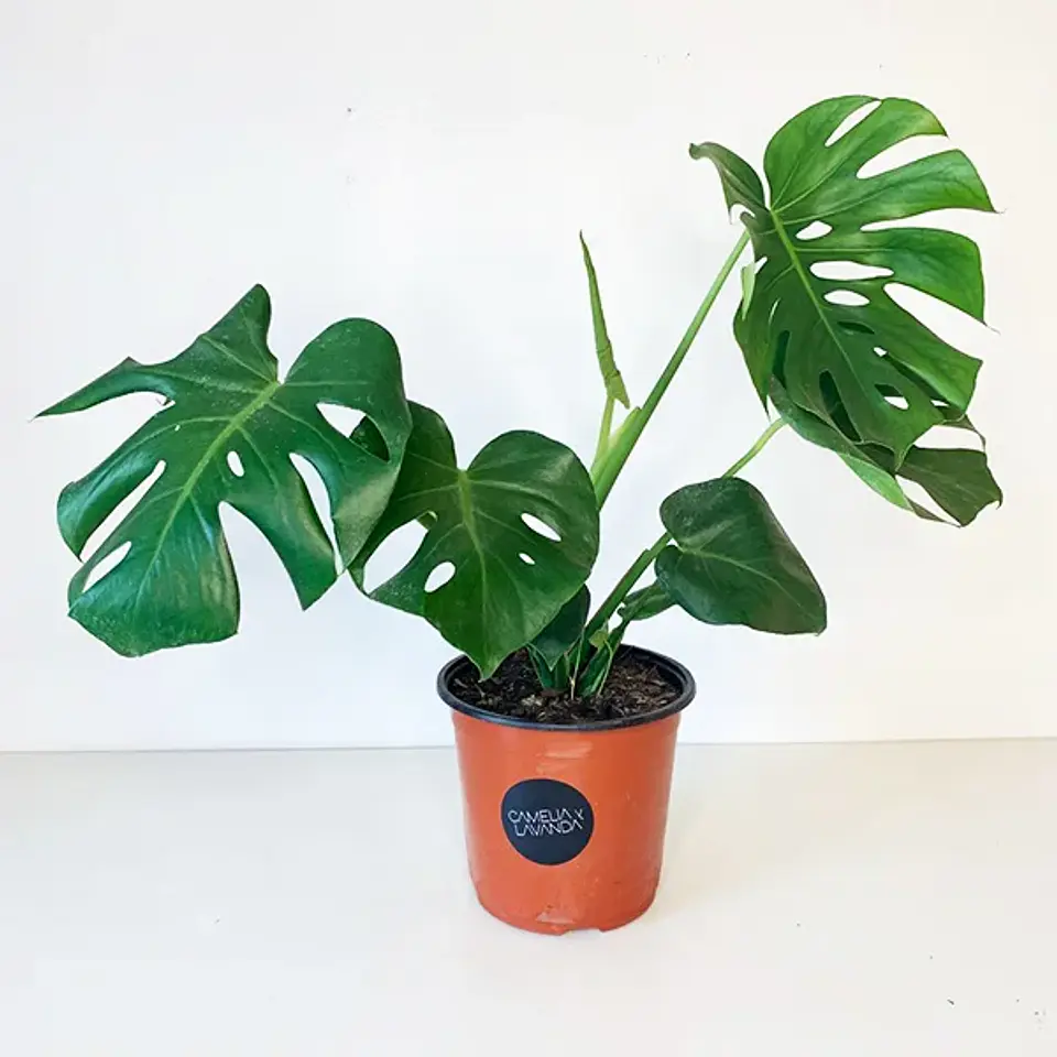 Monstera deliciosa 2