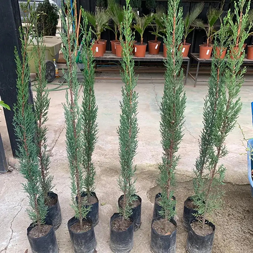 Ciprés columnar 3