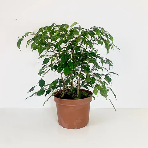 Ficus benjamina trío 