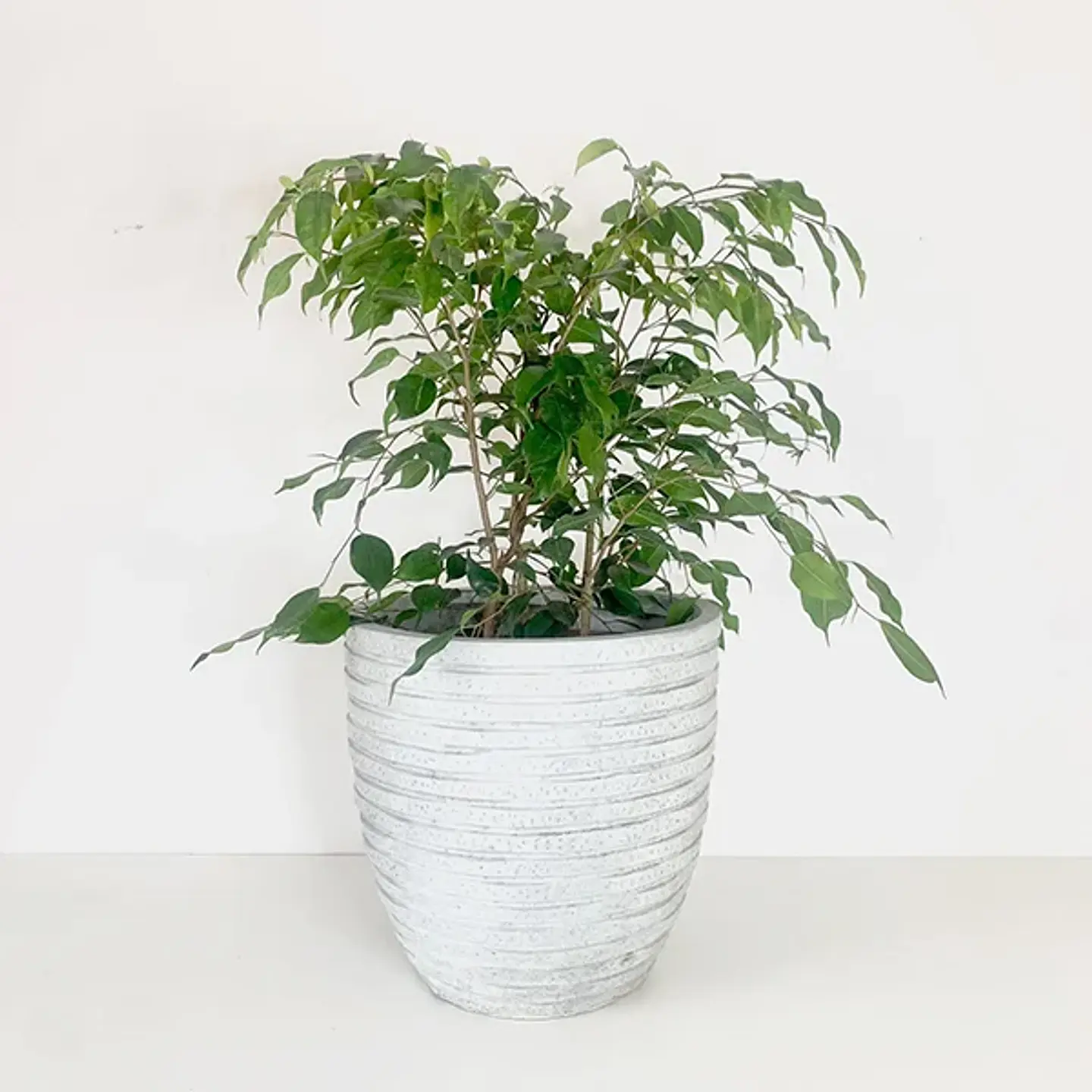 Ficus benjamina trío  1