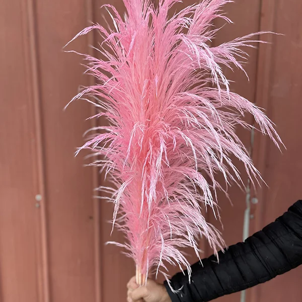 Pampas grass preservada