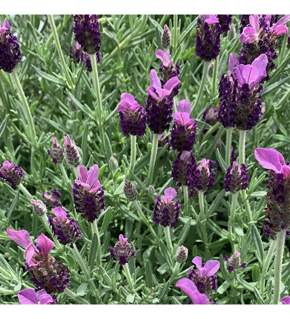 Lavanda Stoechas Bandera