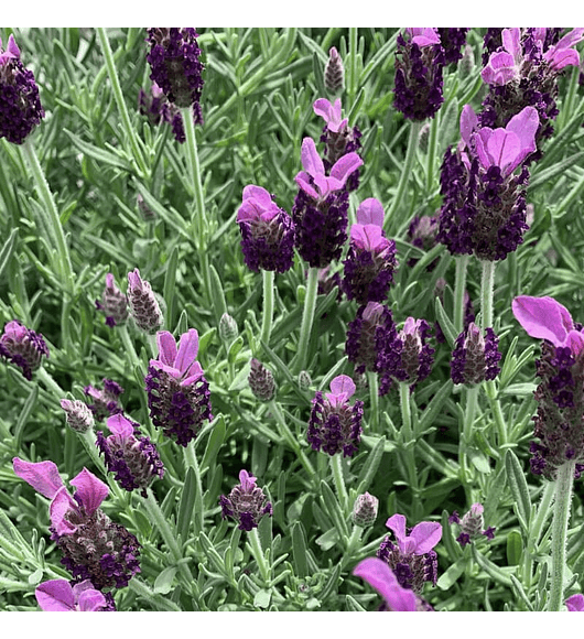 Lavanda Stoechas Bandera