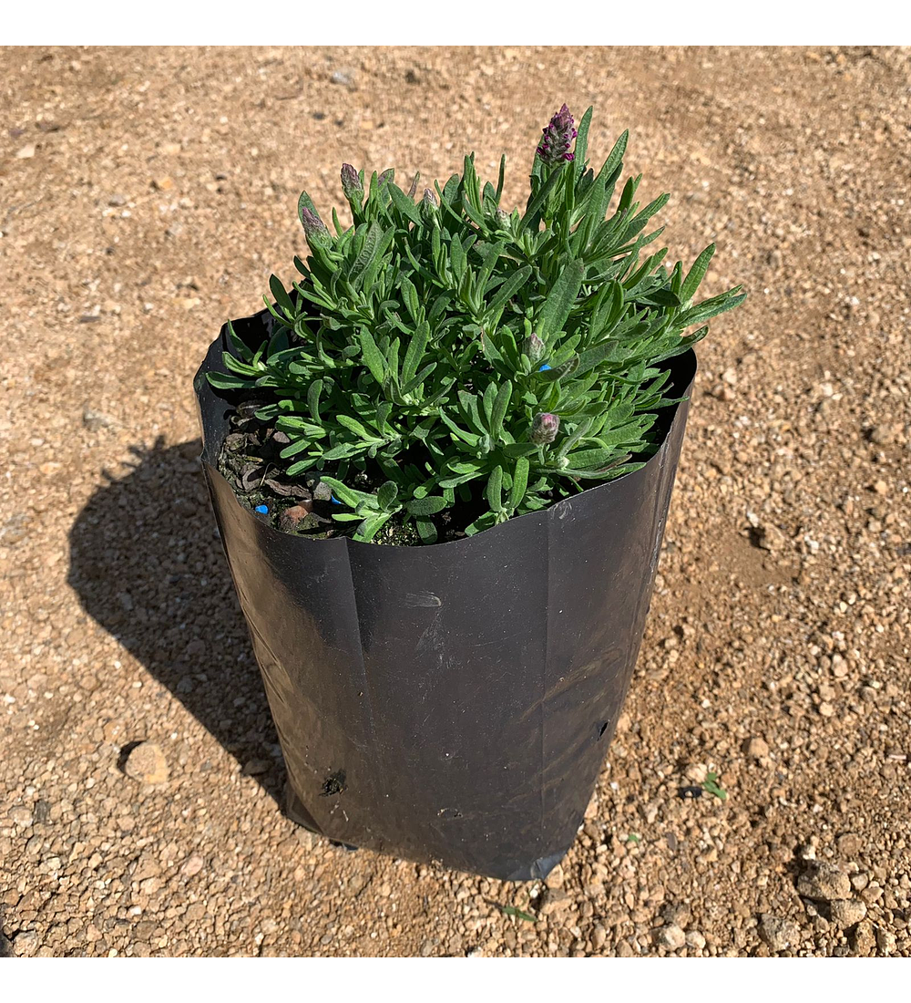 Lavanda Stoechas Bandera