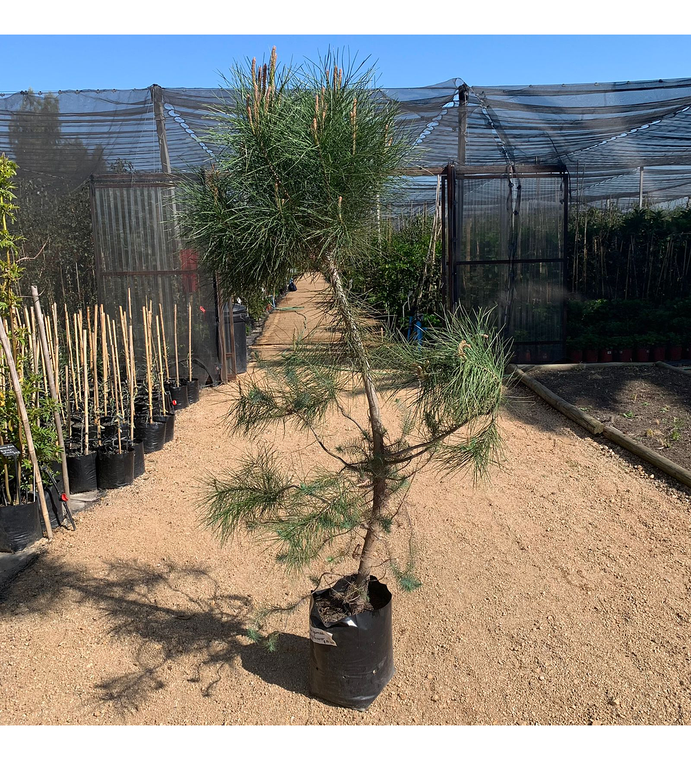 Pinus pinea