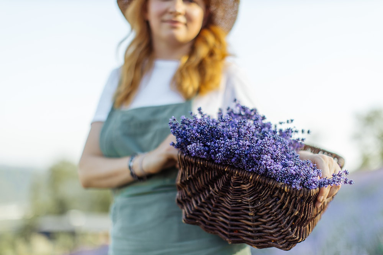 Cómo cuidar tu lavanda