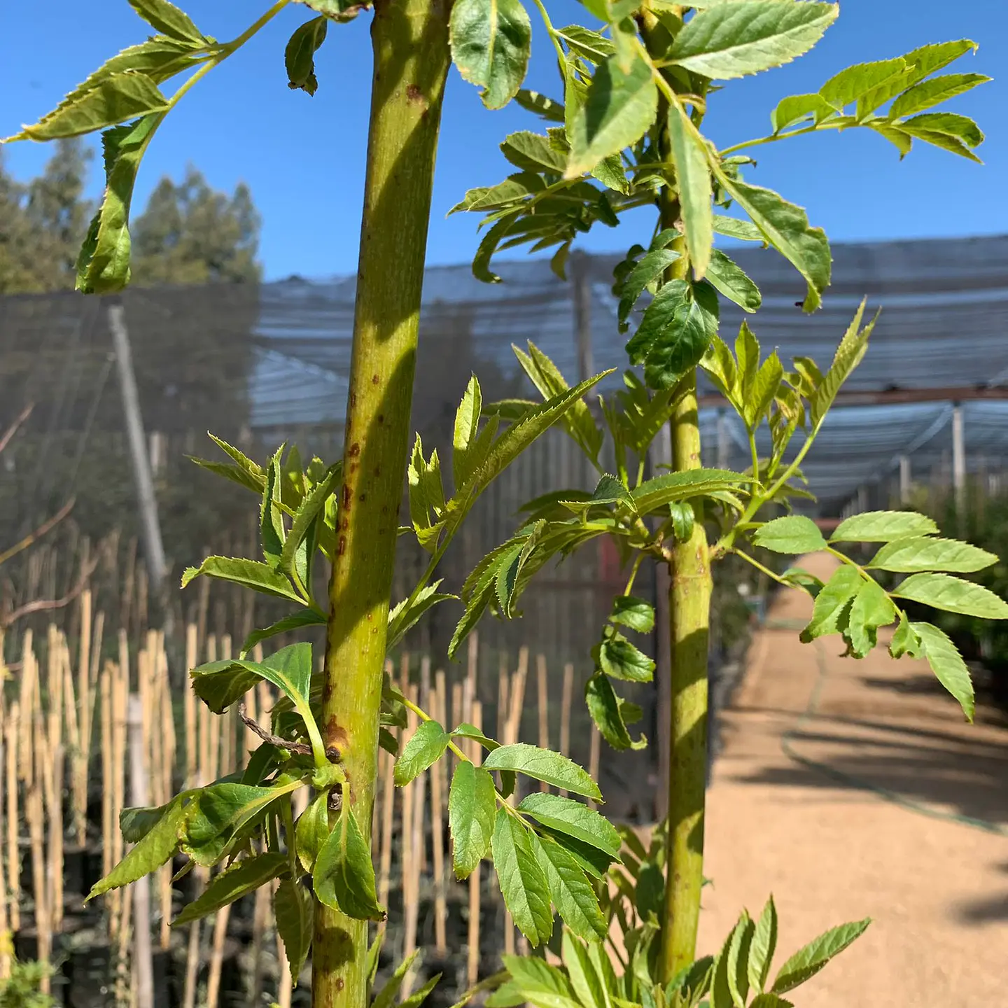Bignonia amarilla 3