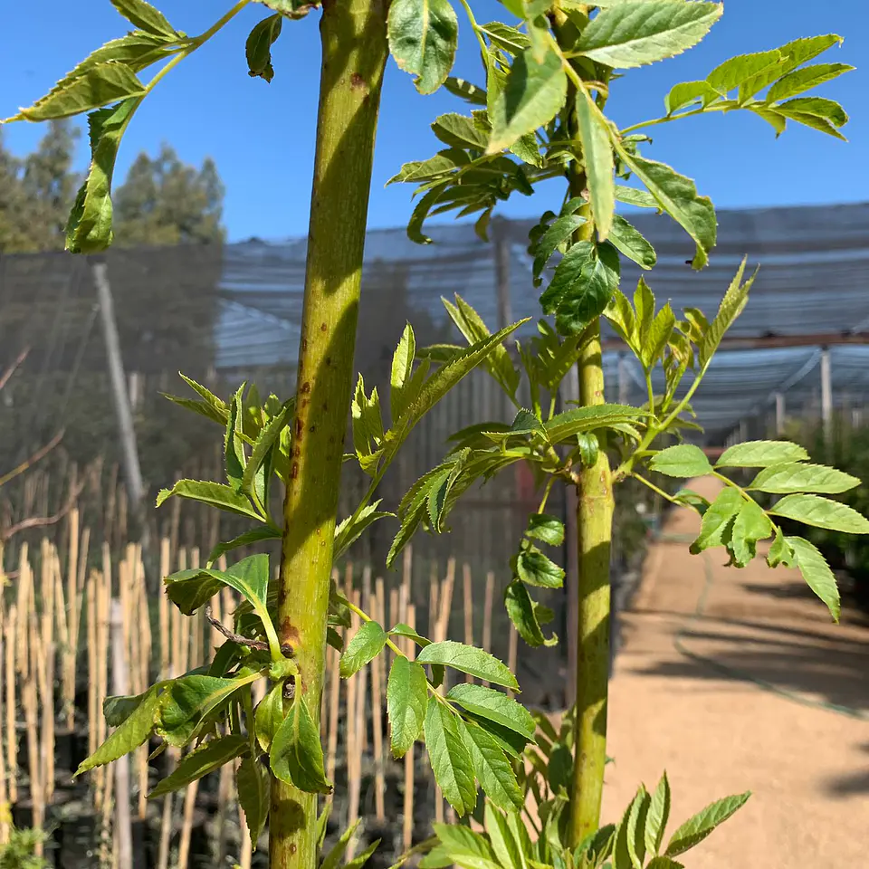 Bignonia amarilla 3