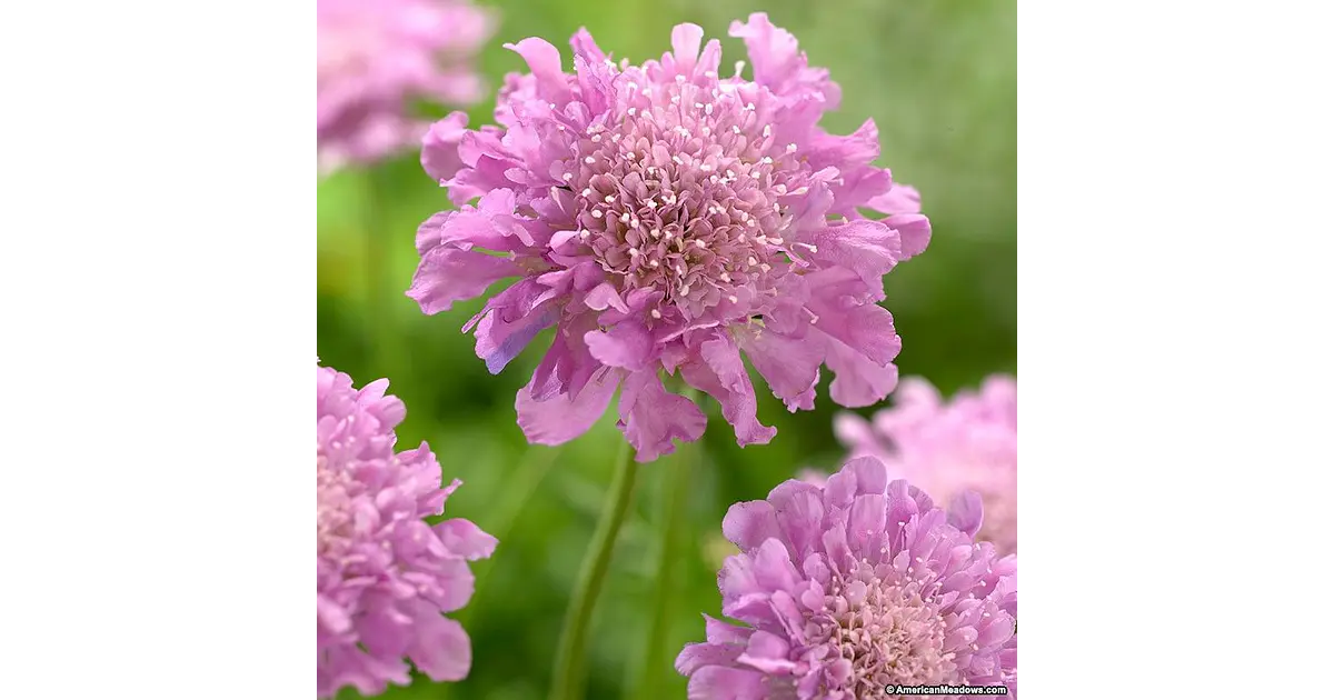 Scabiosa japónica Ritz