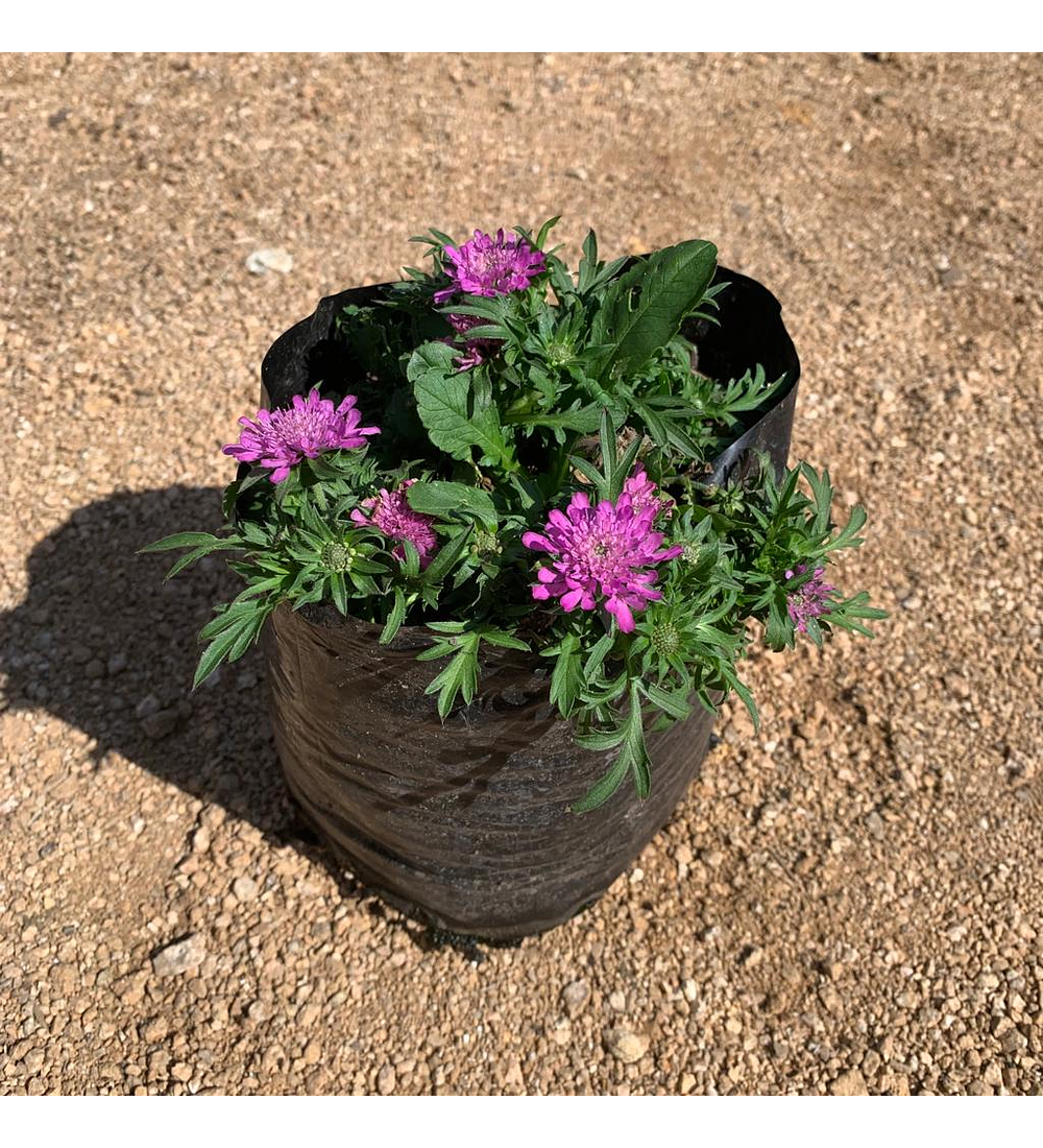 Scabiosa japónica Ritz