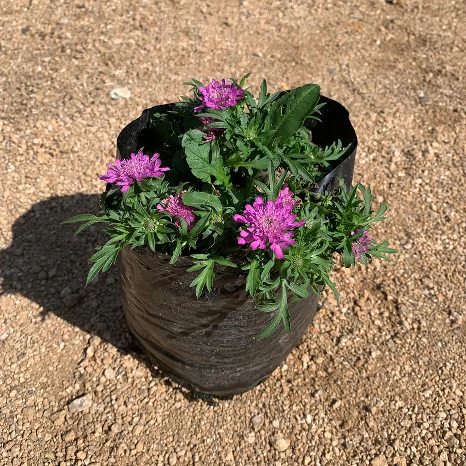 Scabiosa japónica Ritz 3