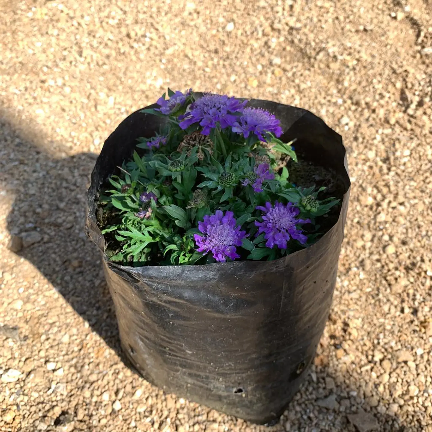 Scabiosa japónica Ritz 1