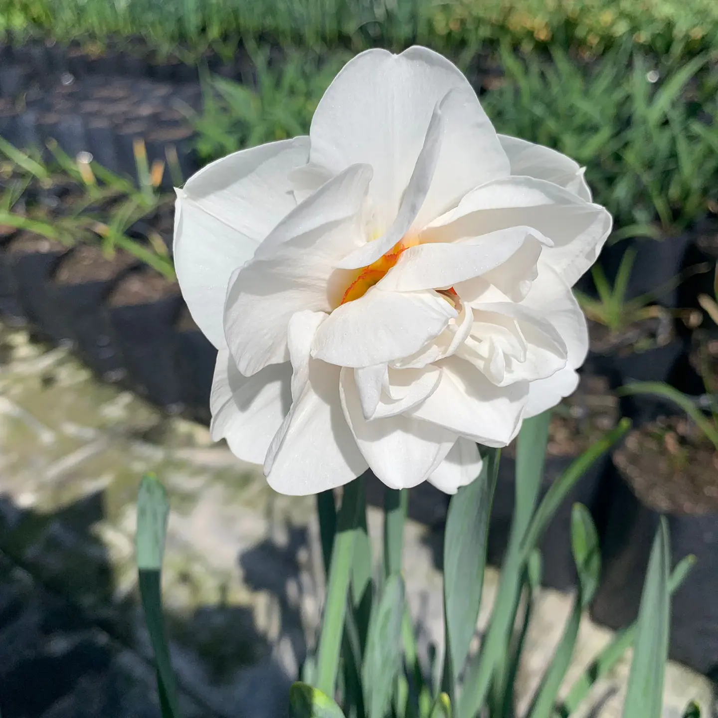 Narciso Bridal Crown 1