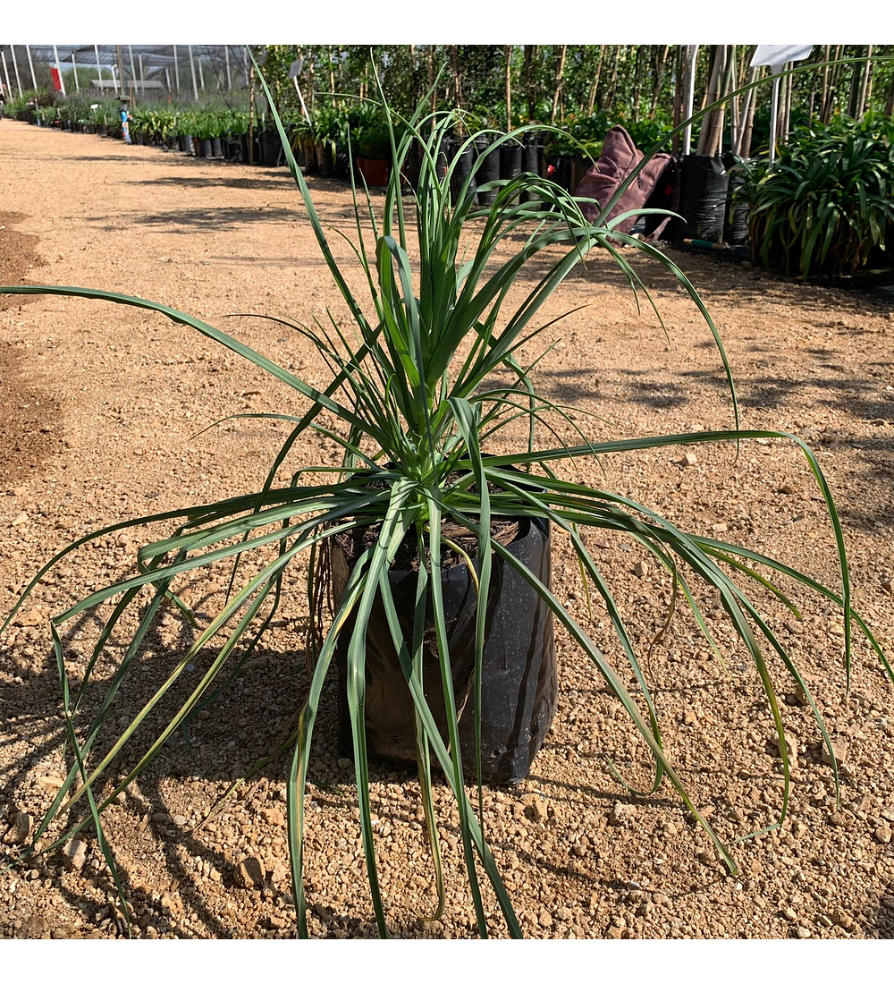 Tragopogon