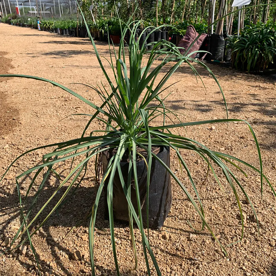 Tragopogon 2