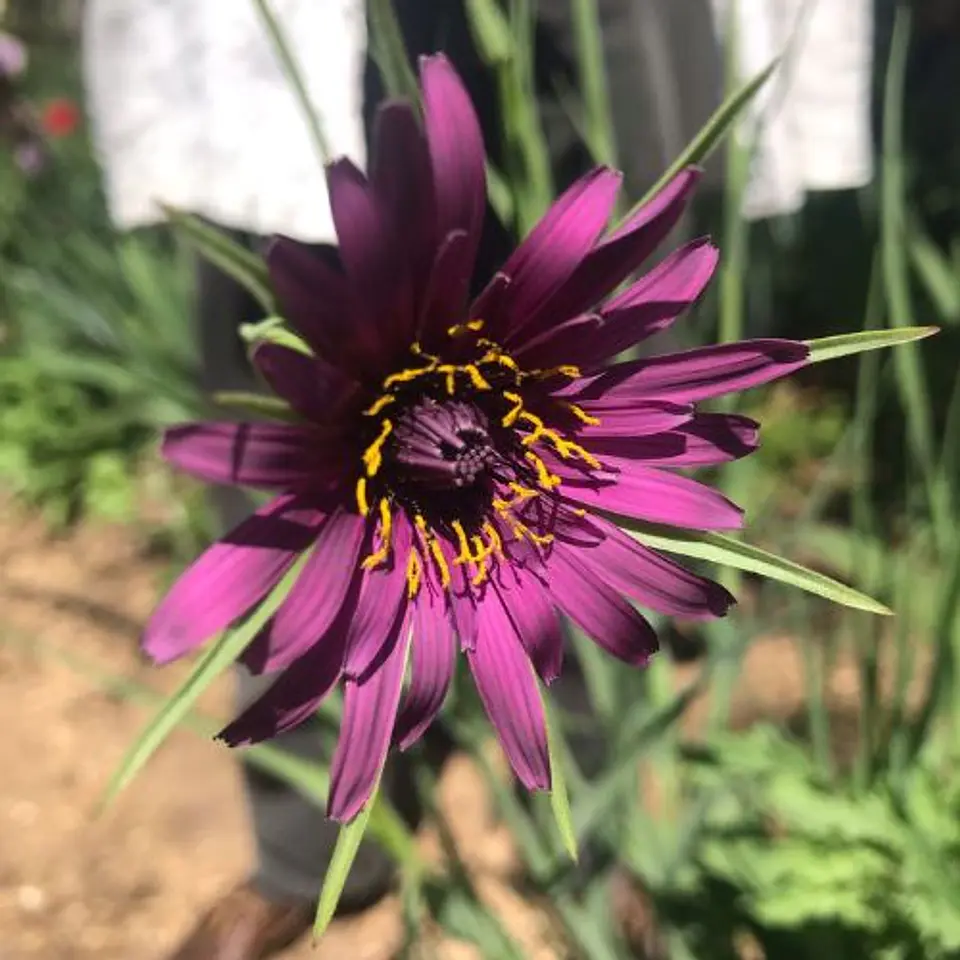 Tragopogon 1