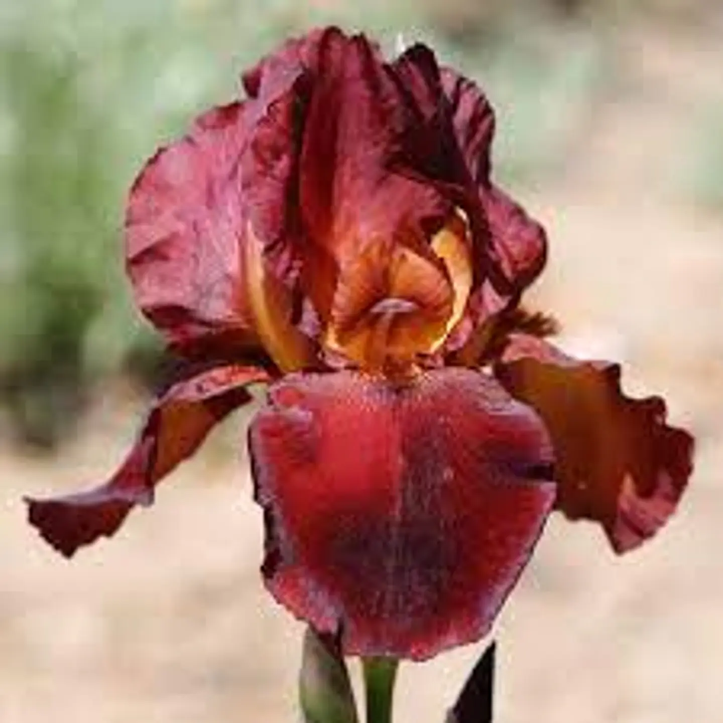 Lirio Orelio (Iris germanica) 1