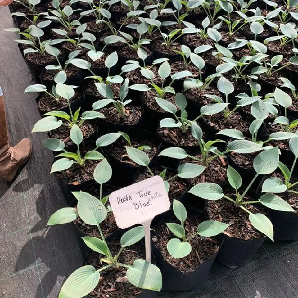 Hosta 3