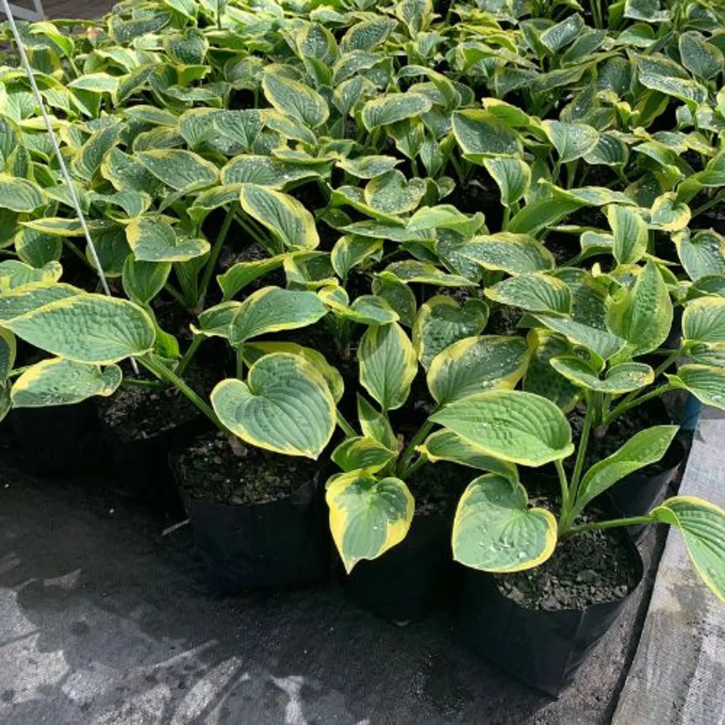 Hosta 4