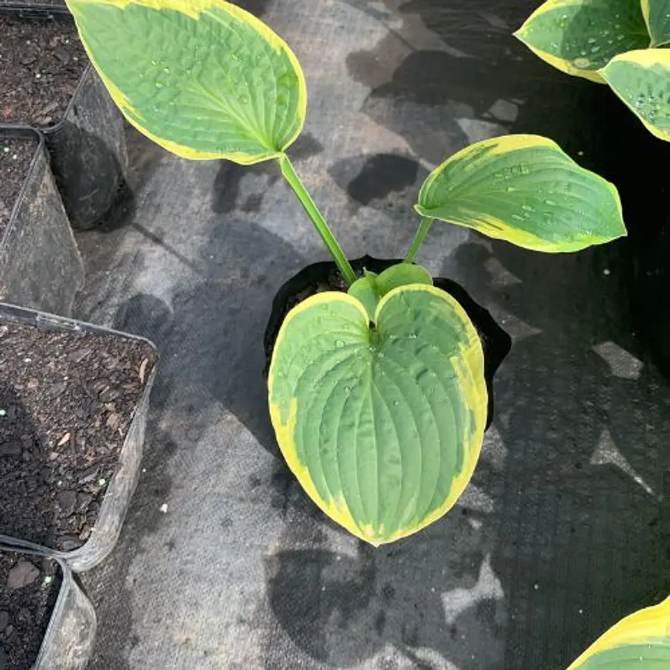 Hosta 5