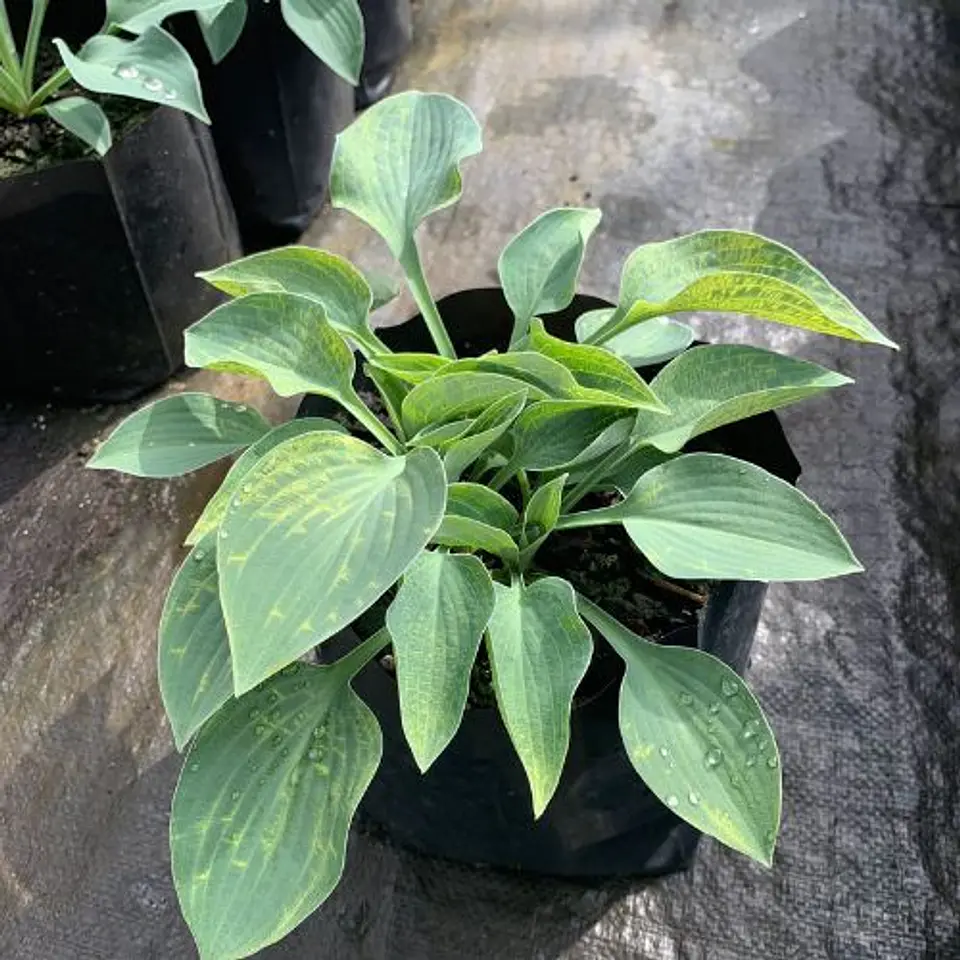 Hosta 2