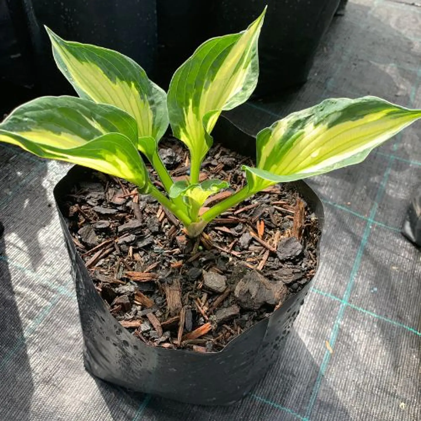 Hosta 1