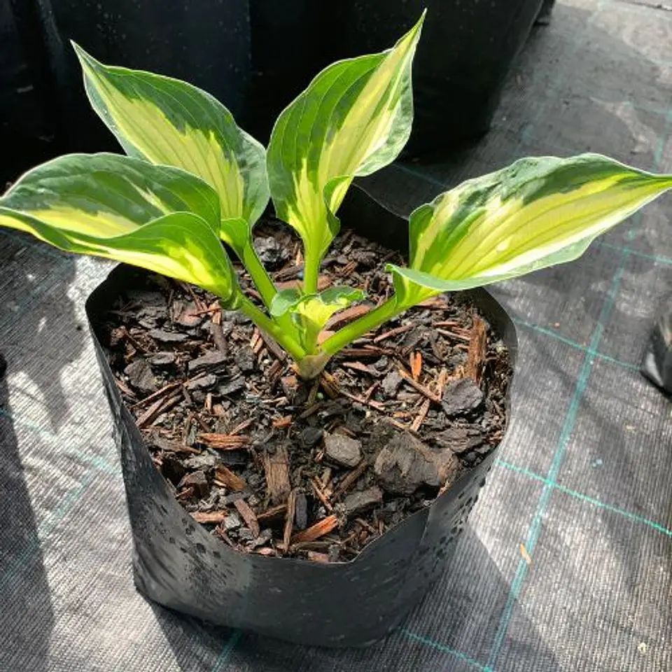 Hosta 1
