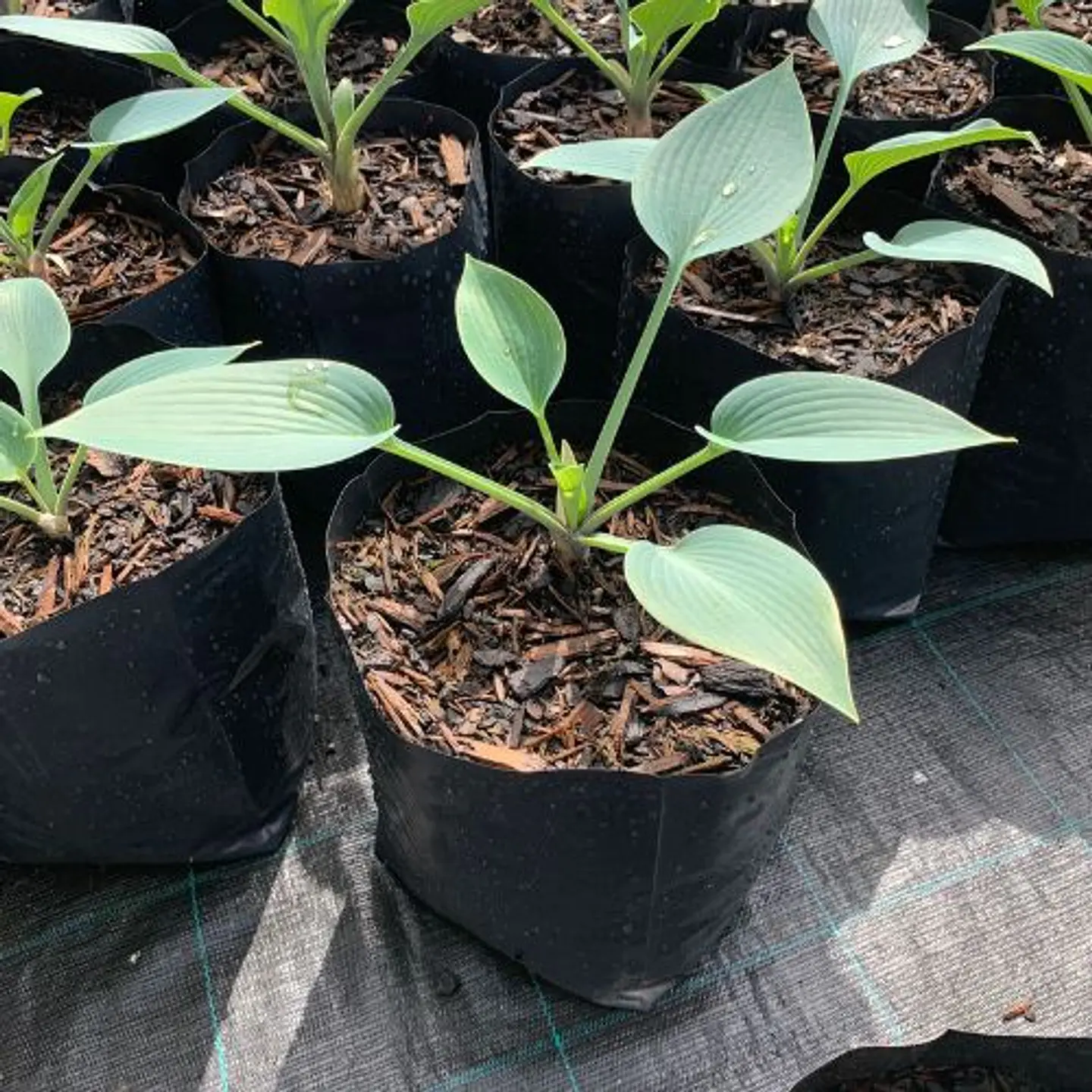 Hosta 6