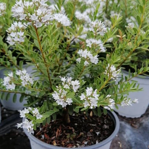 Verónica postrata