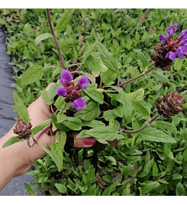 Mix Prunella Grandiflora Purple (3 unidades)