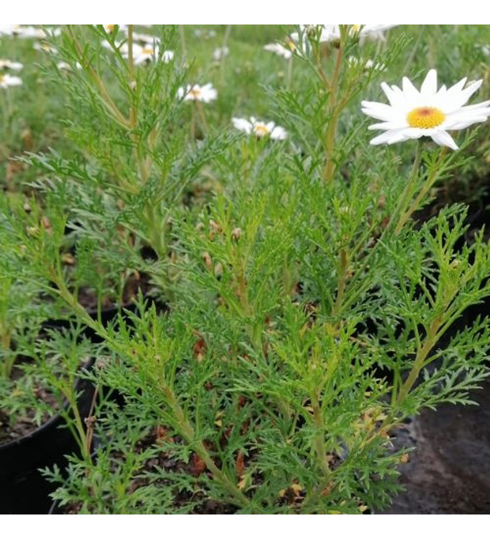 Argyranthemum