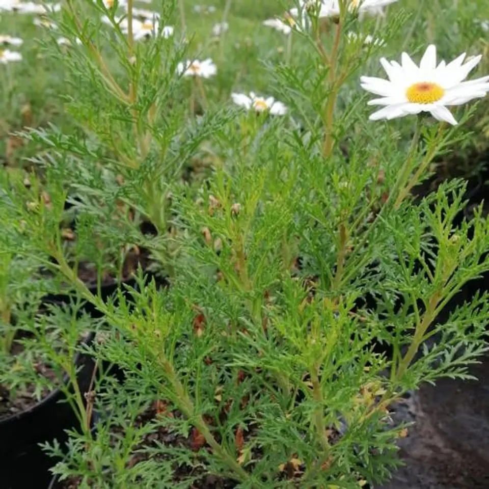 Argyranthemum 2