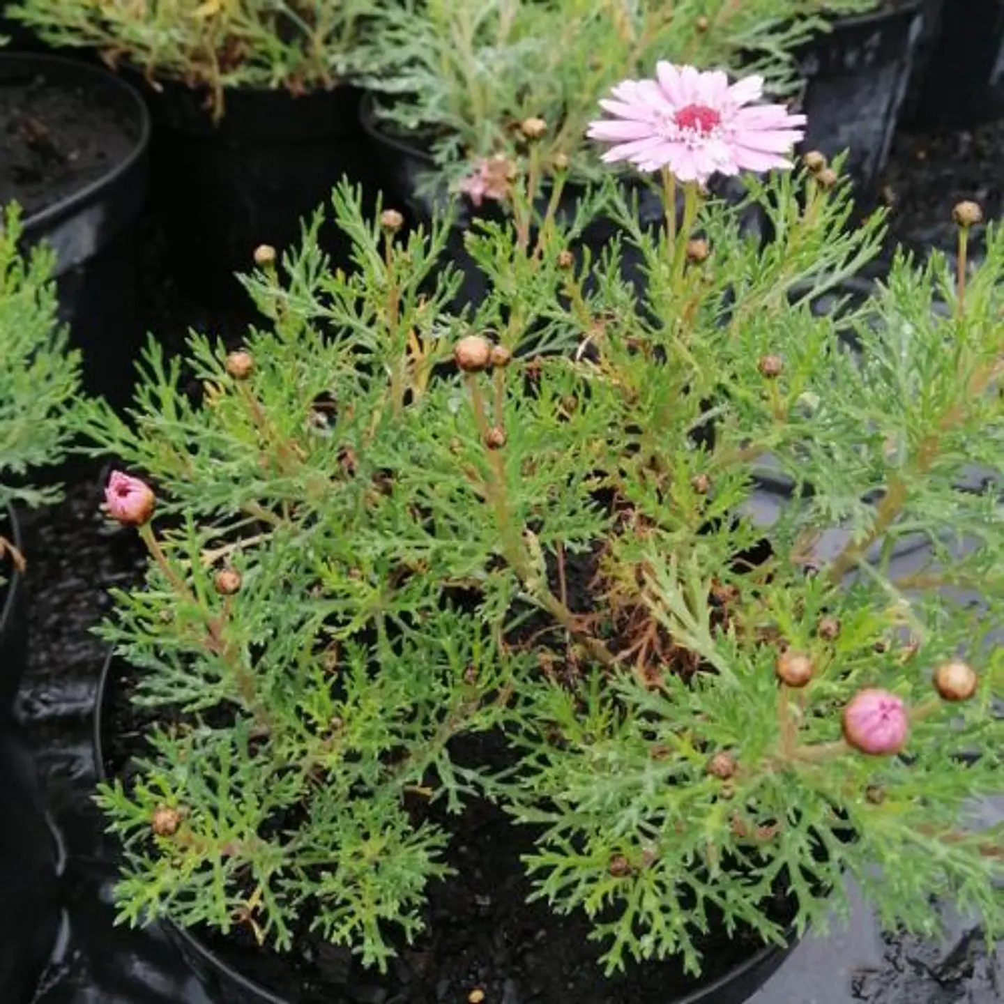 Argyranthemum 3