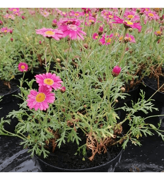 Argyranthemum