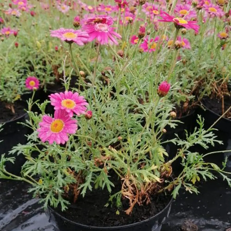 Argyranthemum 1