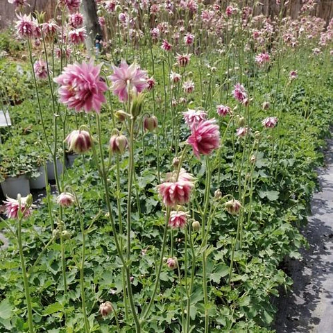 Aquilegia Nora Barlow