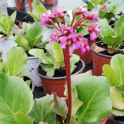 Bergenia