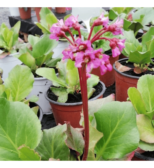 Bergenia