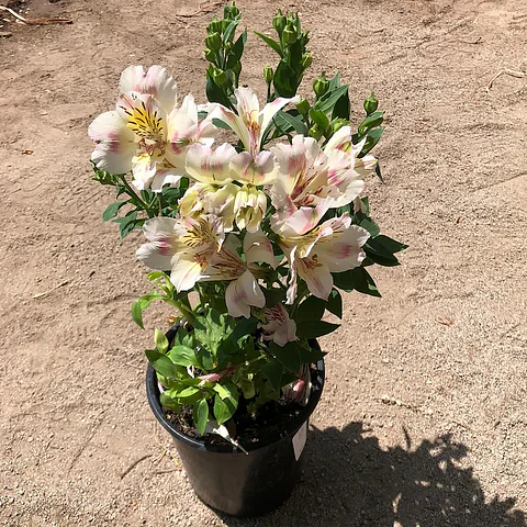 Alstroemeria