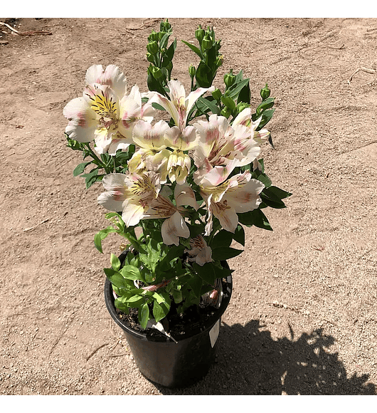 Alstroemeria