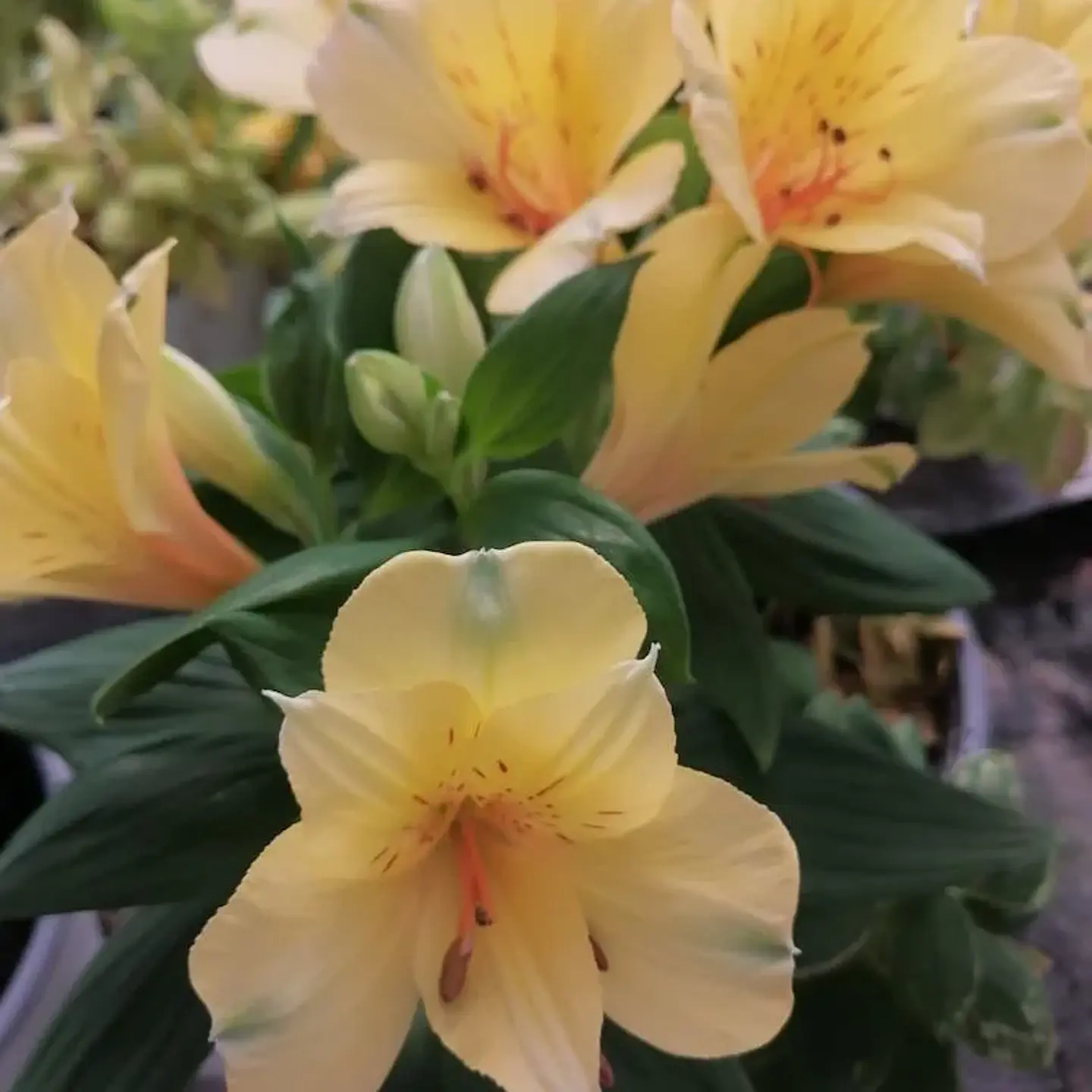 Alstroemeria 5