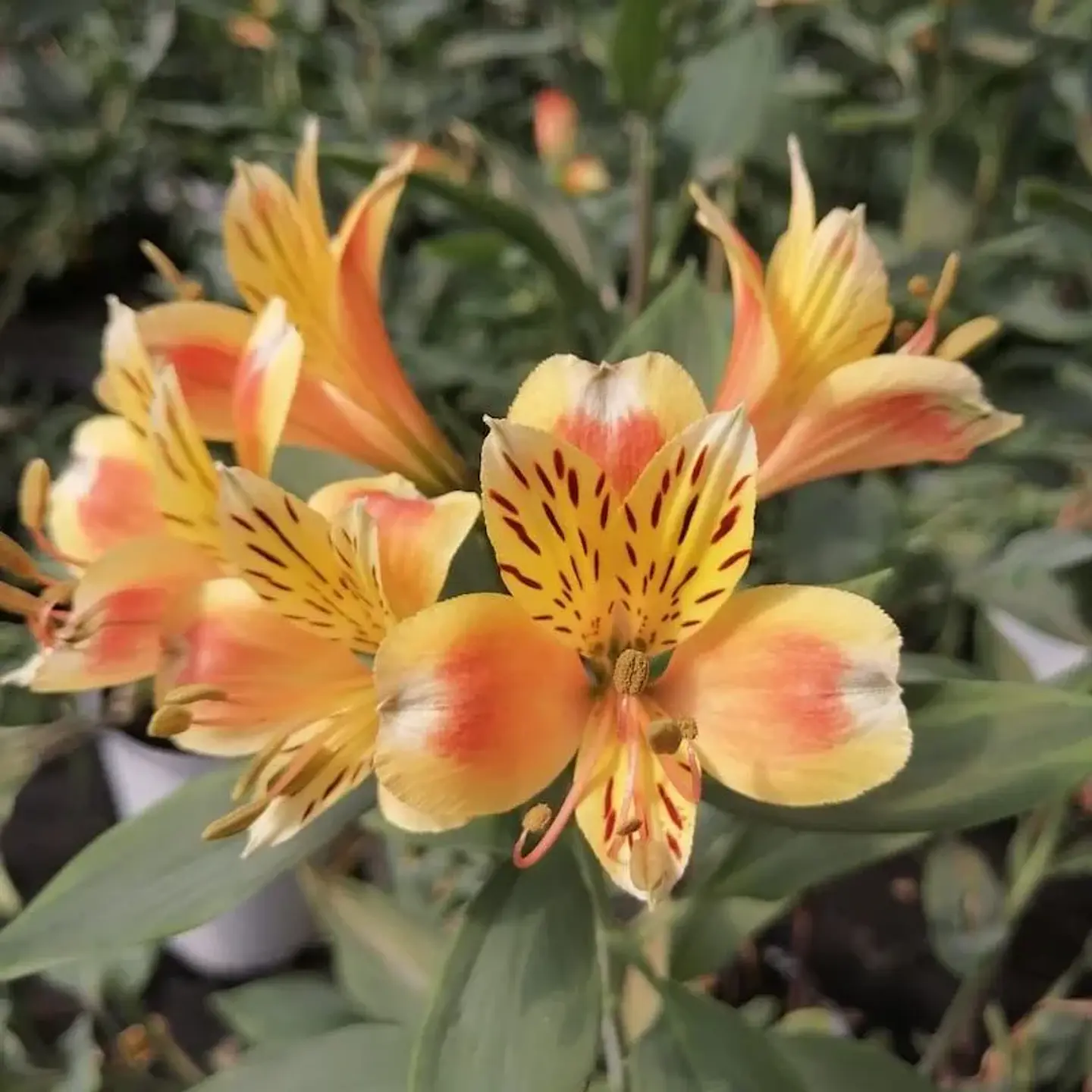 Alstroemeria 8