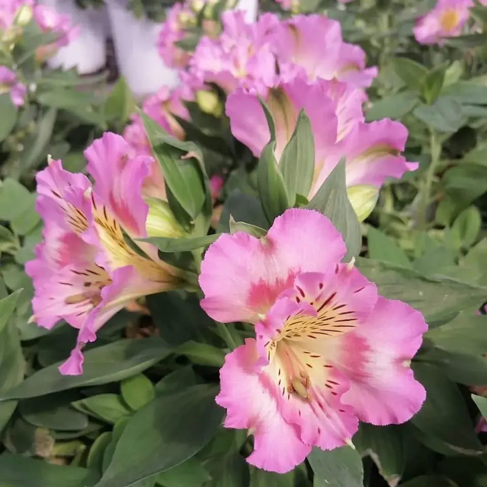 Alstroemeria 6