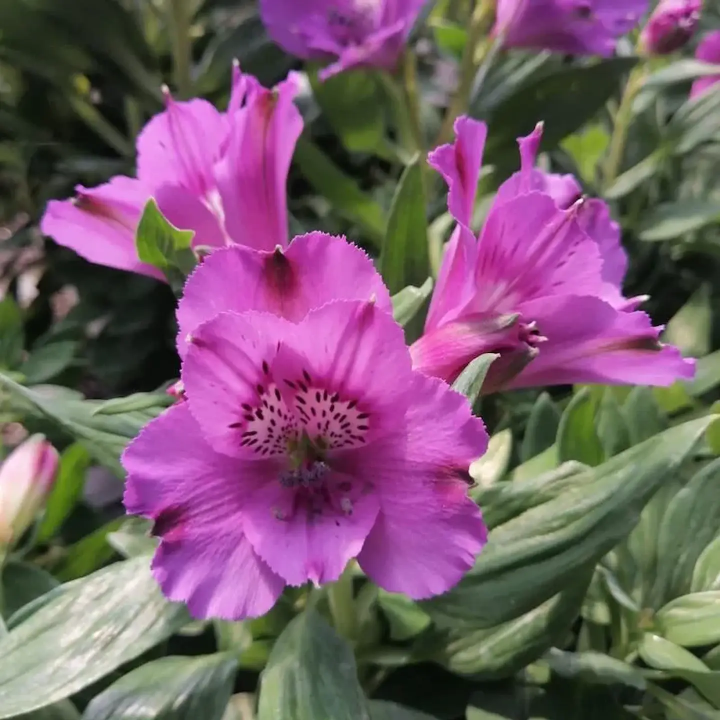 Alstroemeria 9