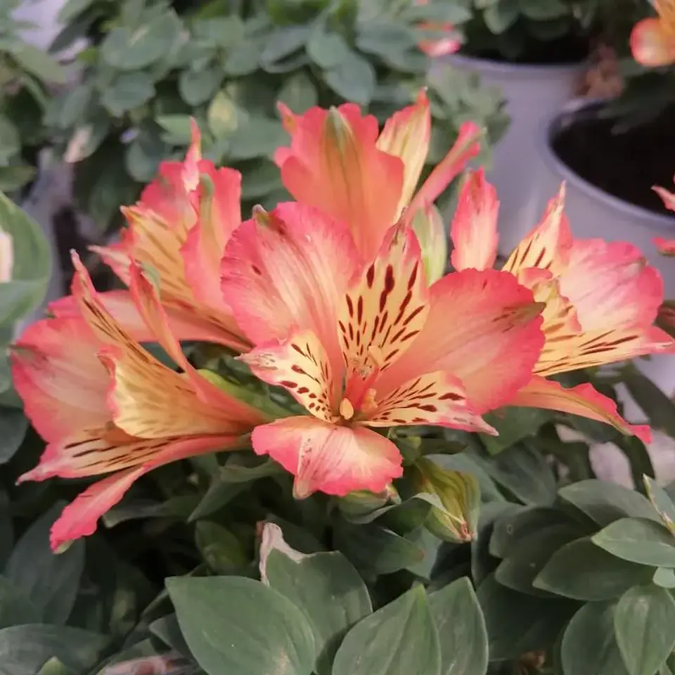 Alstroemeria 7