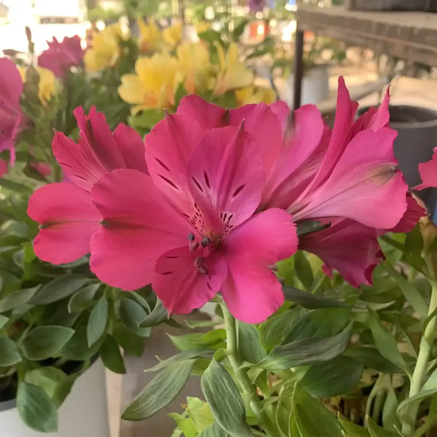 Alstroemeria 10