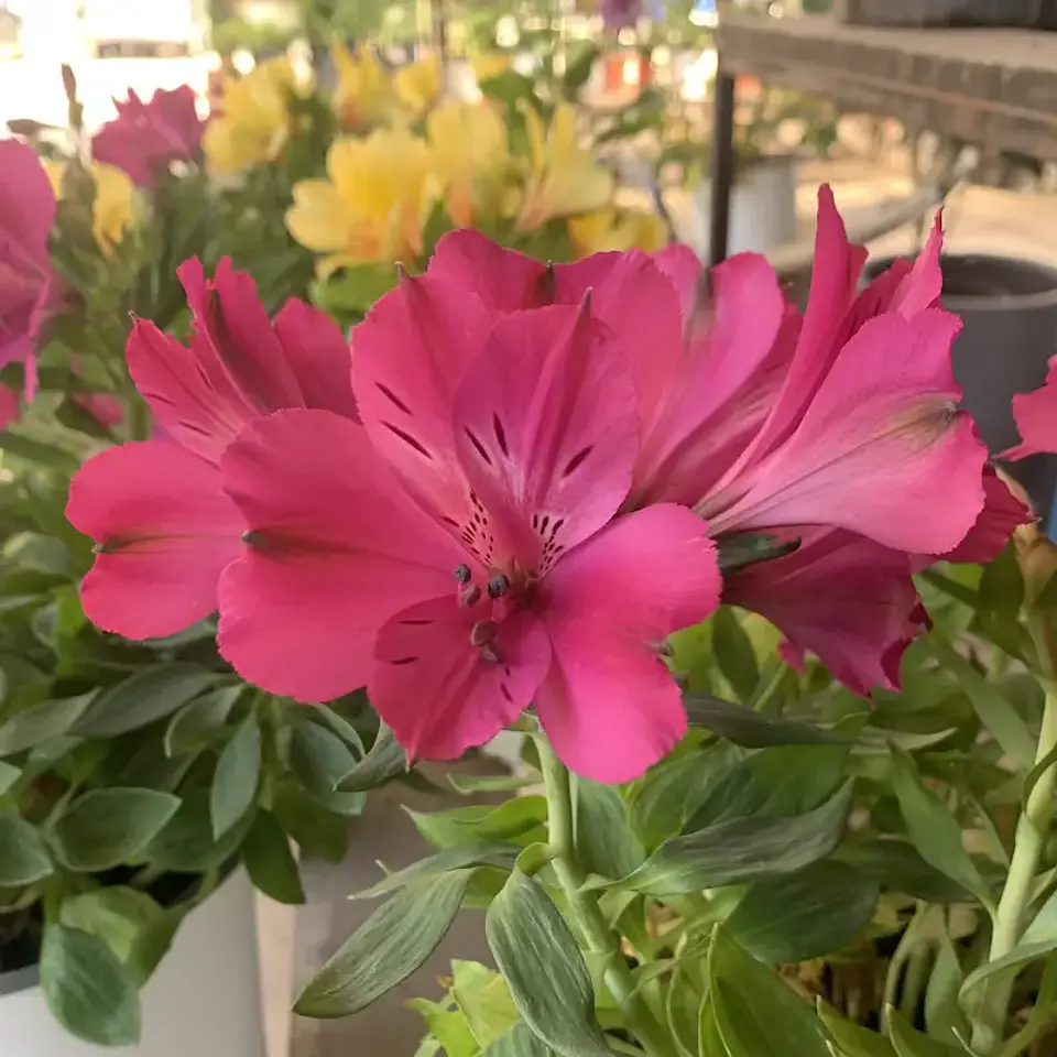 Alstroemeria 10