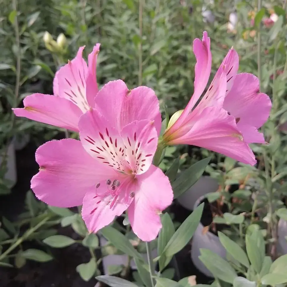 Alstroemeria 11