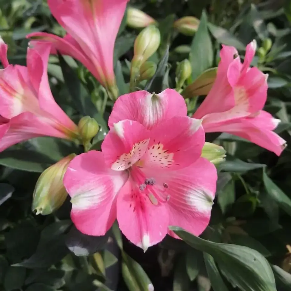 Alstroemeria 12
