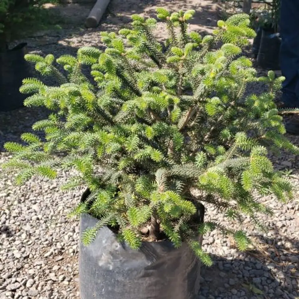 Picea 2